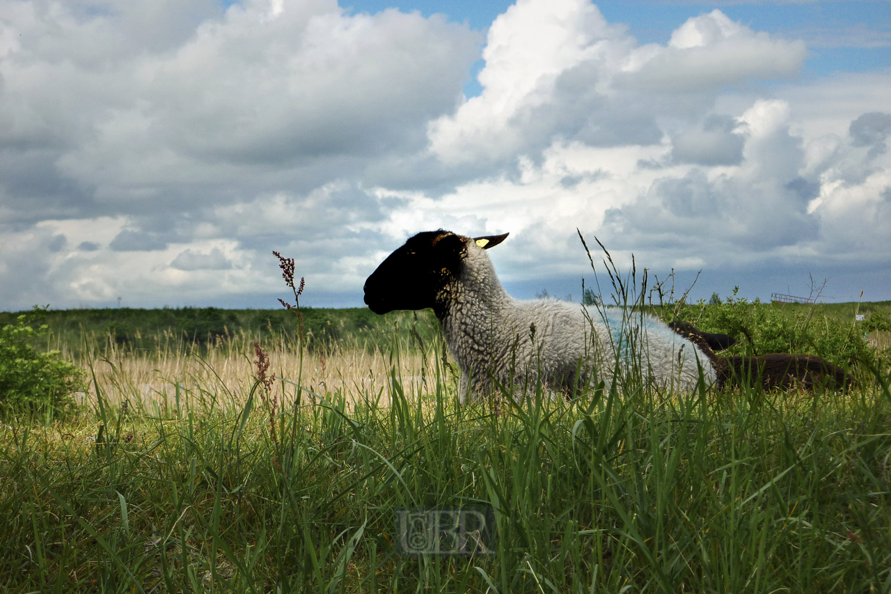 schafe_usedom_02