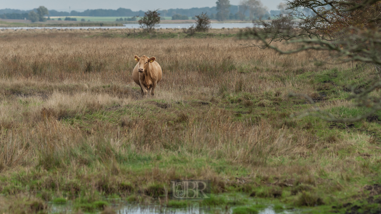 tierwelt_04