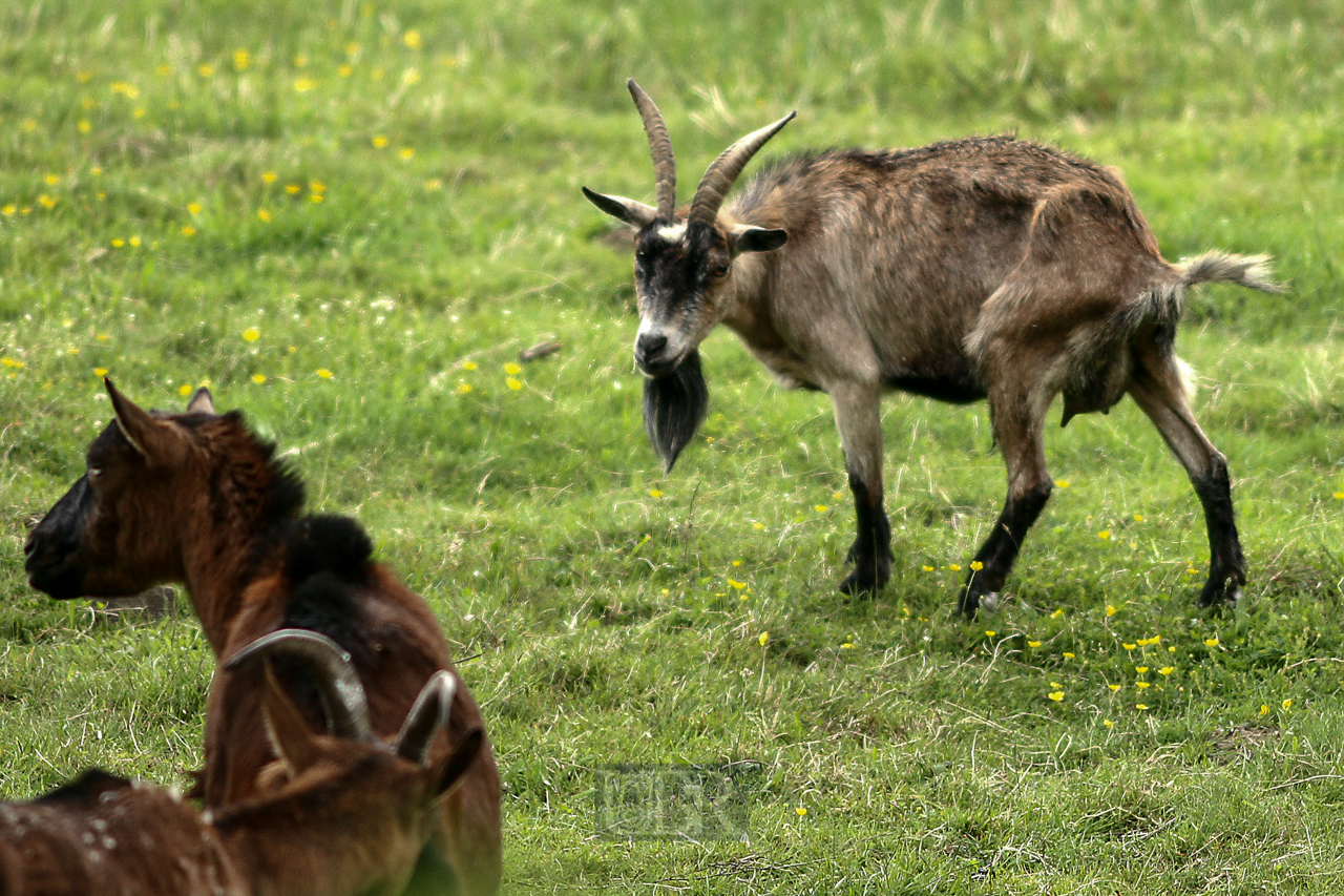 ziegen_auf_der_weide_201