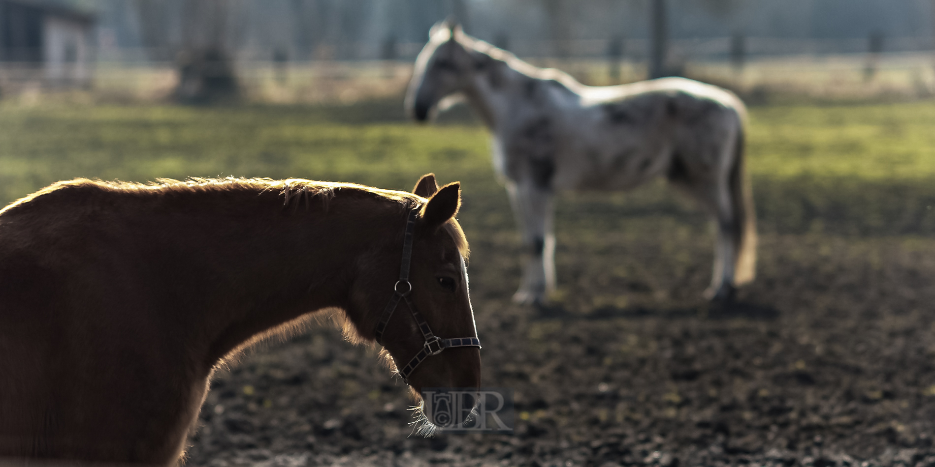 pferd_kopf_gegenlicht