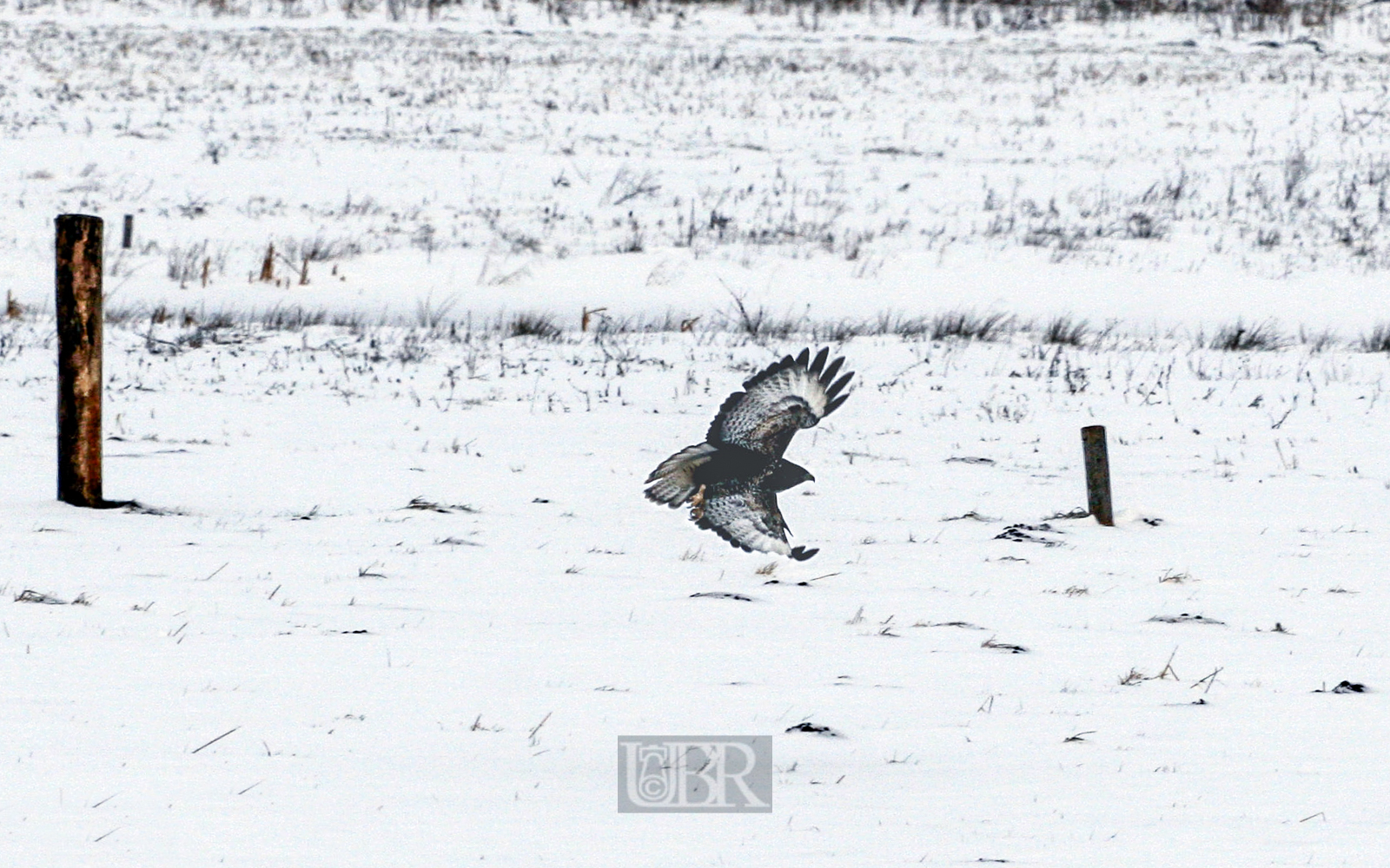 bussard_1_152