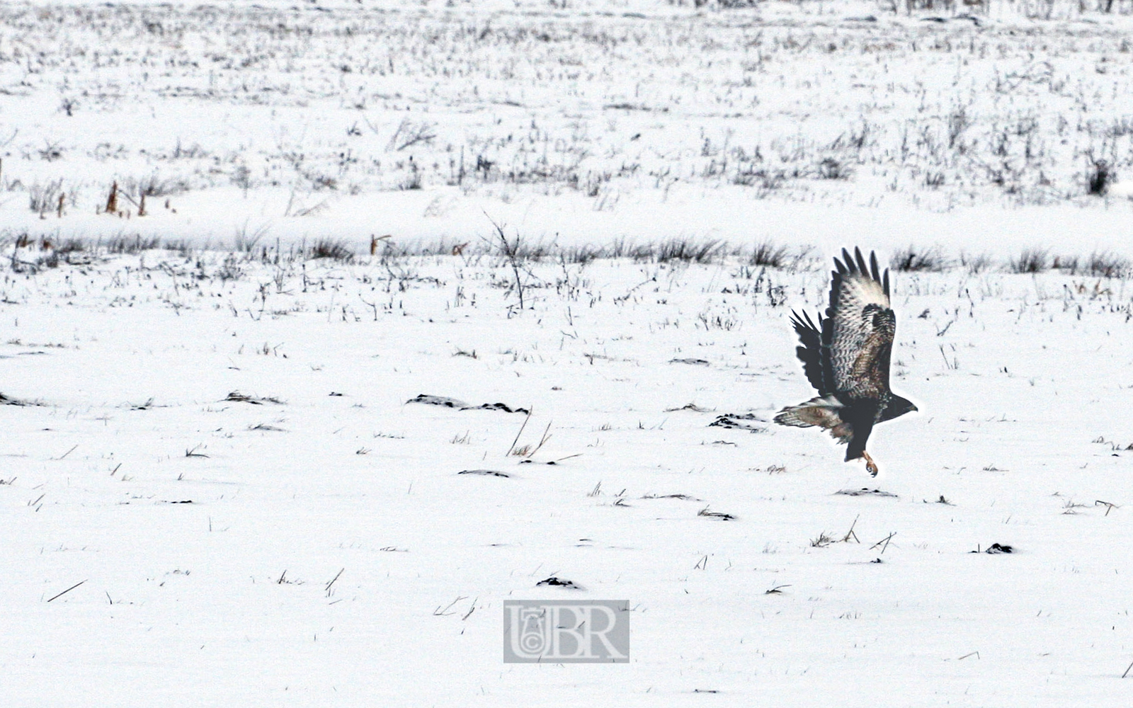 bussard_1_153