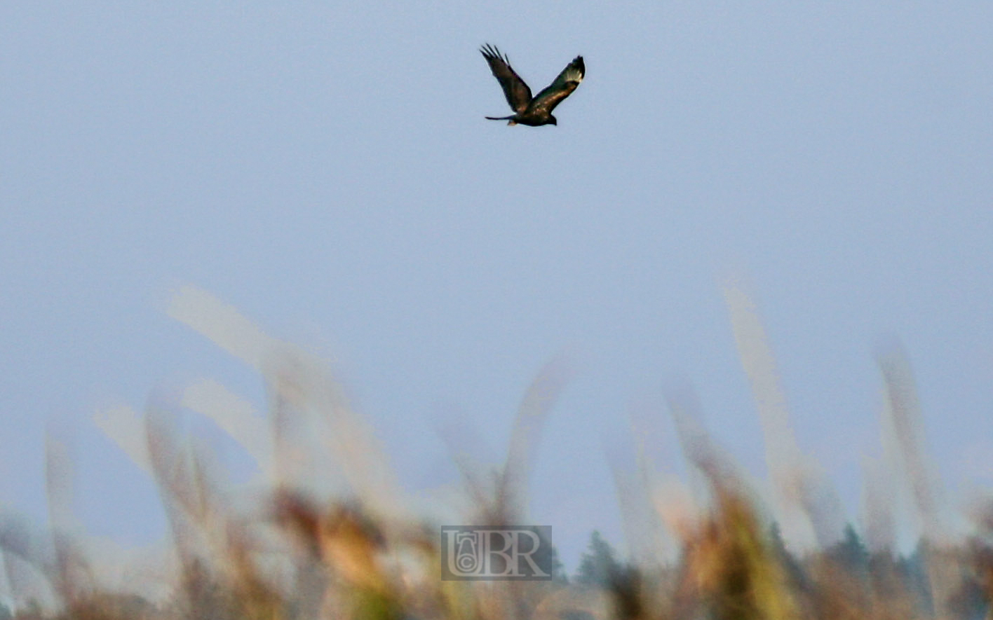 bussard_im_abendflug