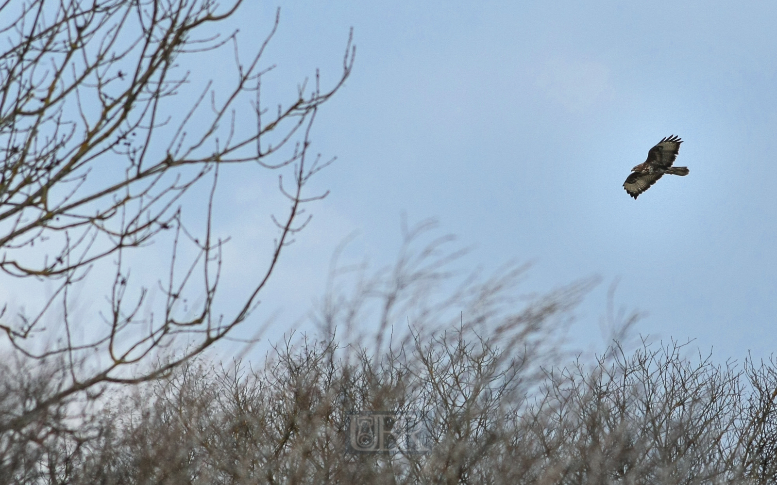 bussard_maeuse_03