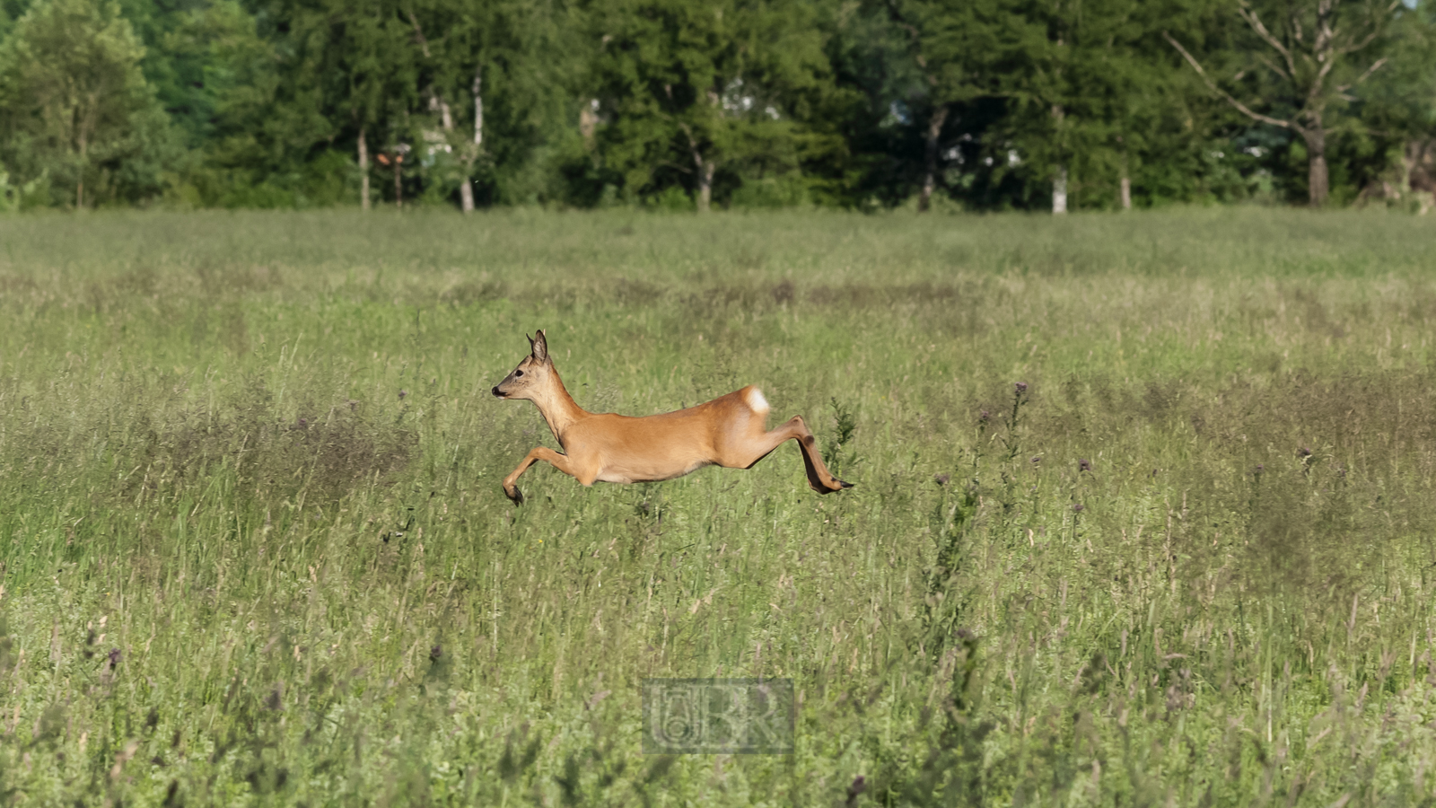 reh_bocksprung_03