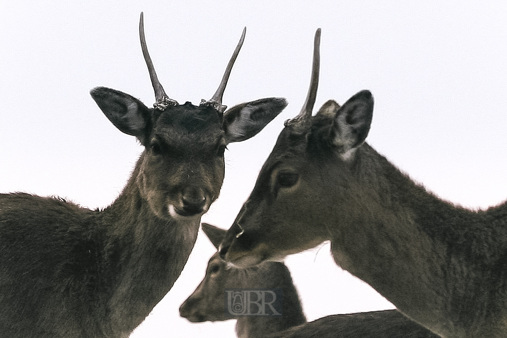 rehe_boecke_scherenschnitt