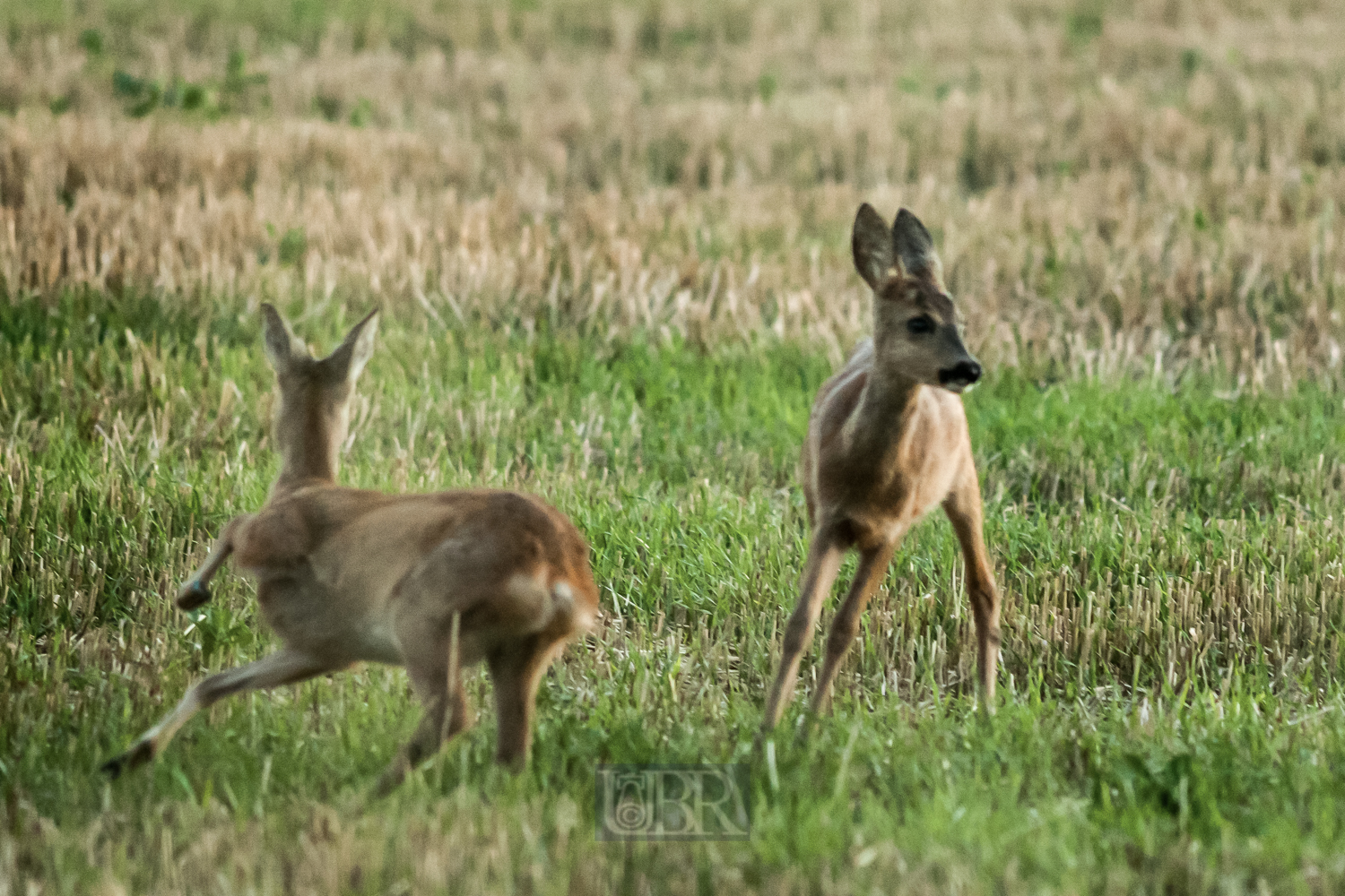 rehe_fluechten