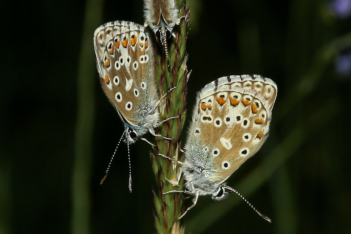 hauhechel_blaeuling_auf_grasbluete_01