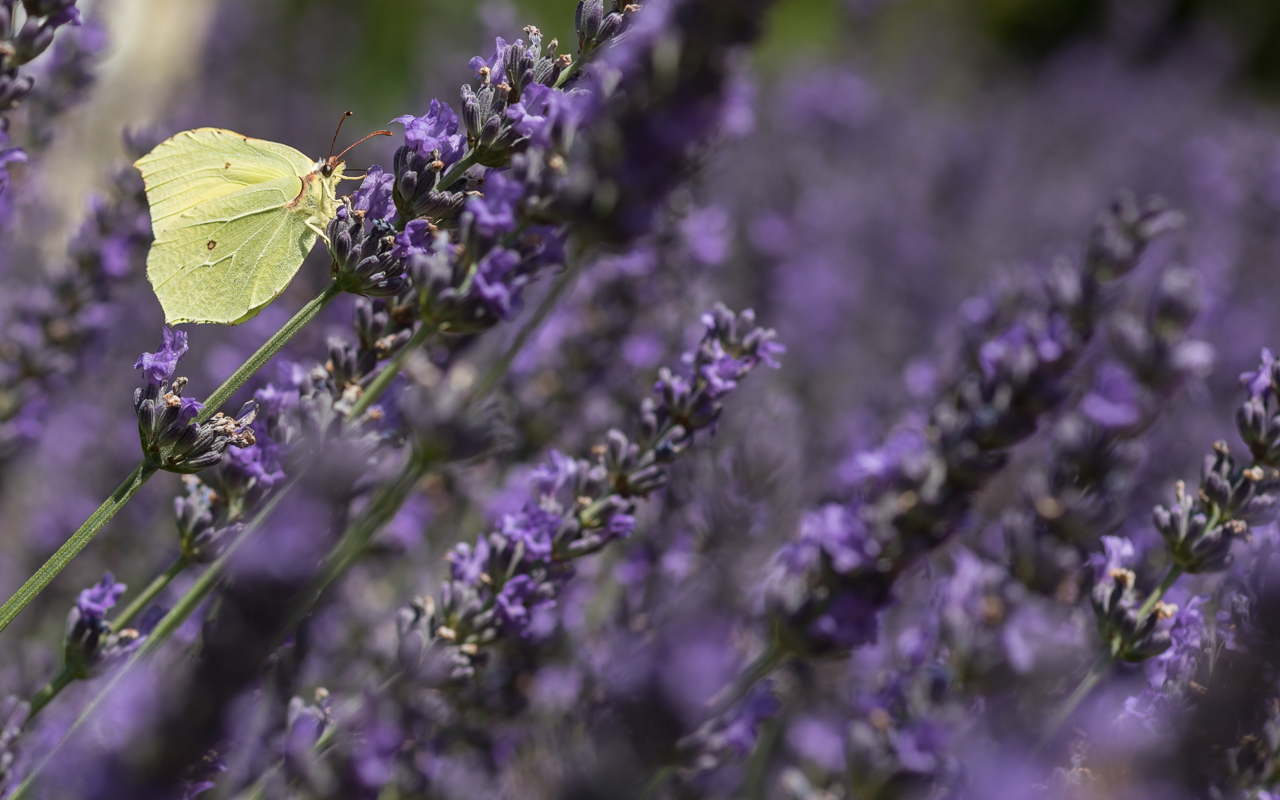 zitronenfalter_lavendel_01