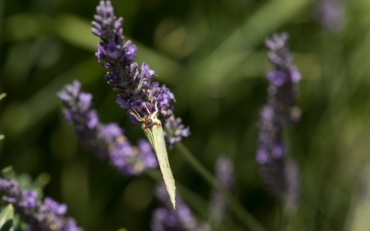 zitronenfalter_lavendel_02