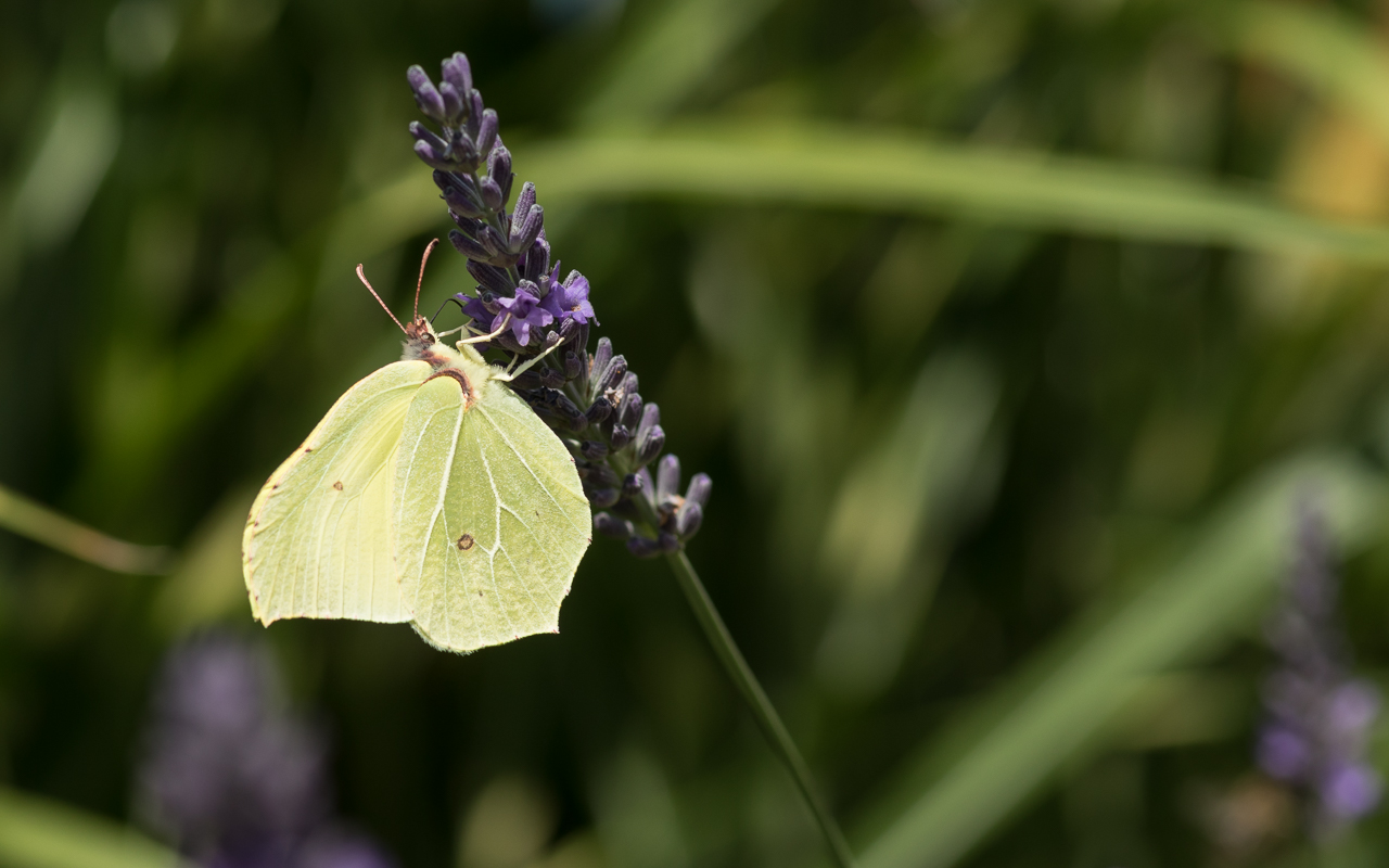 zitronenfalter_lavendel_03