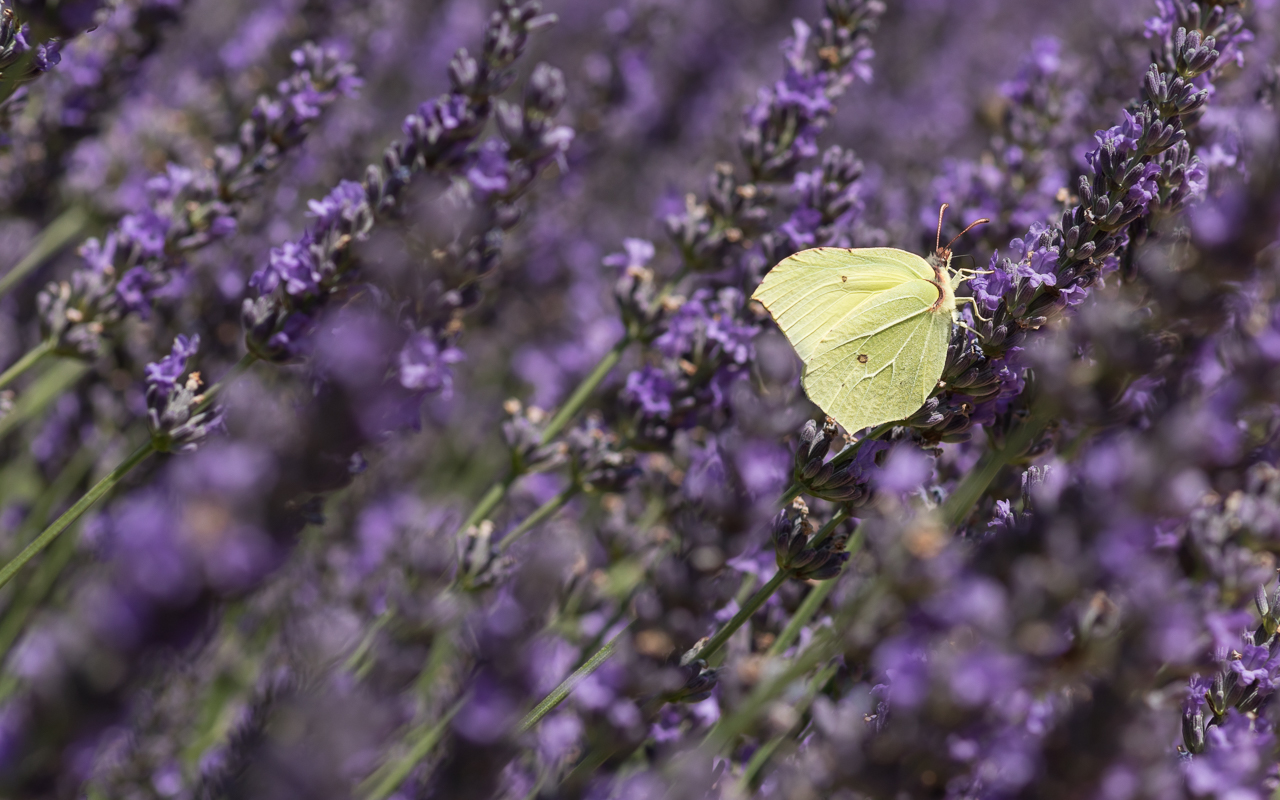 zitronenfalter_lavendel_04