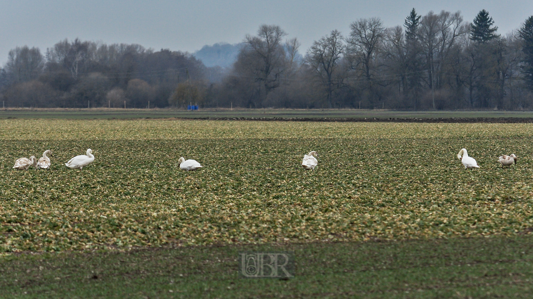 schwaene_auf_dem_feld_01