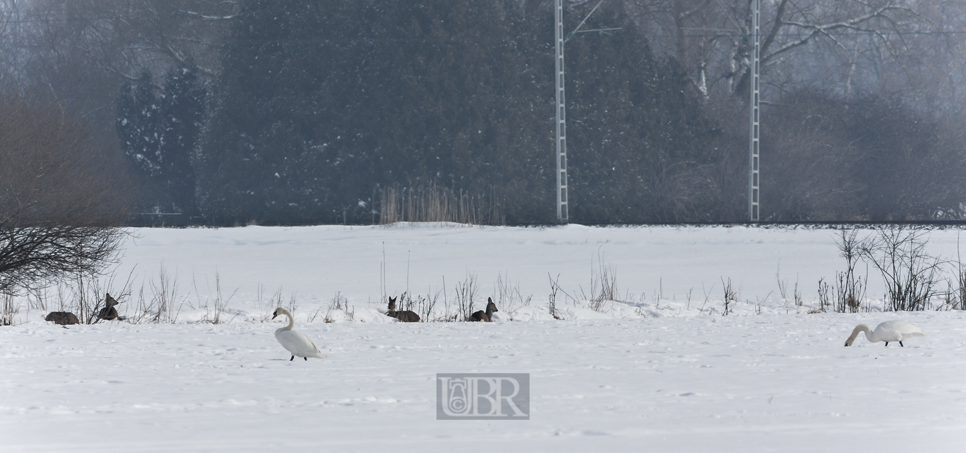 schwaene_rehe_pulling_301