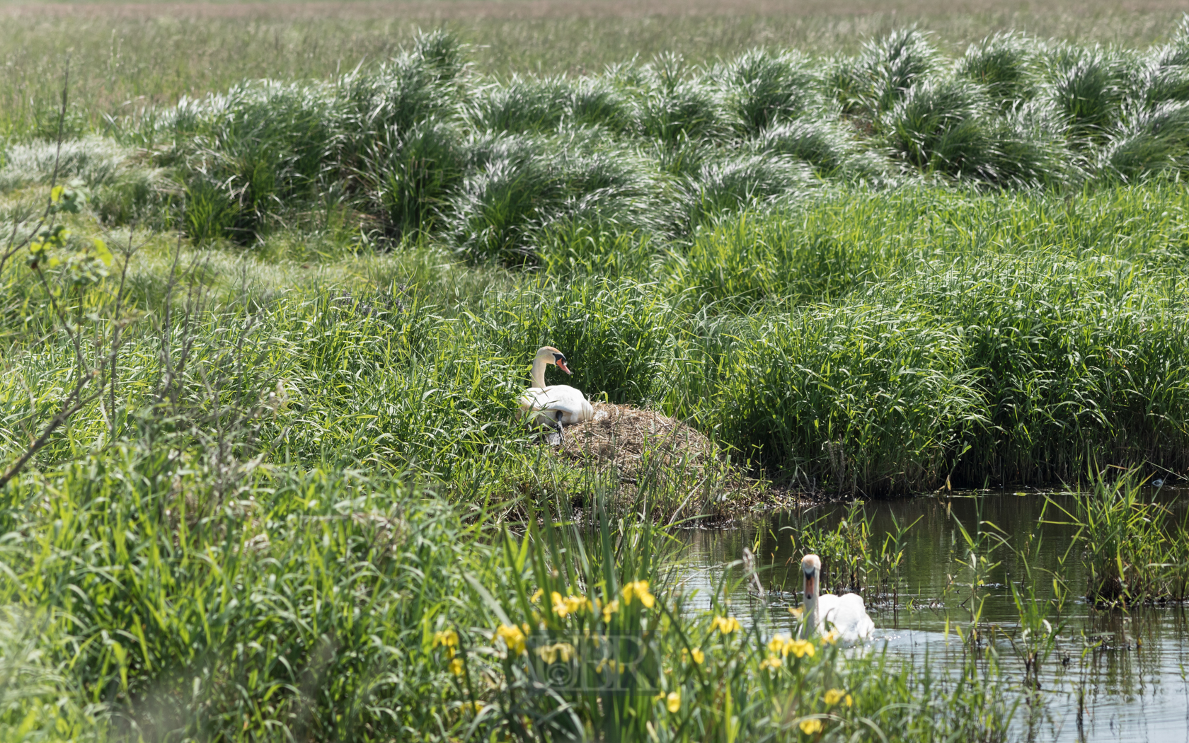 schwan_bruetet_2023_02