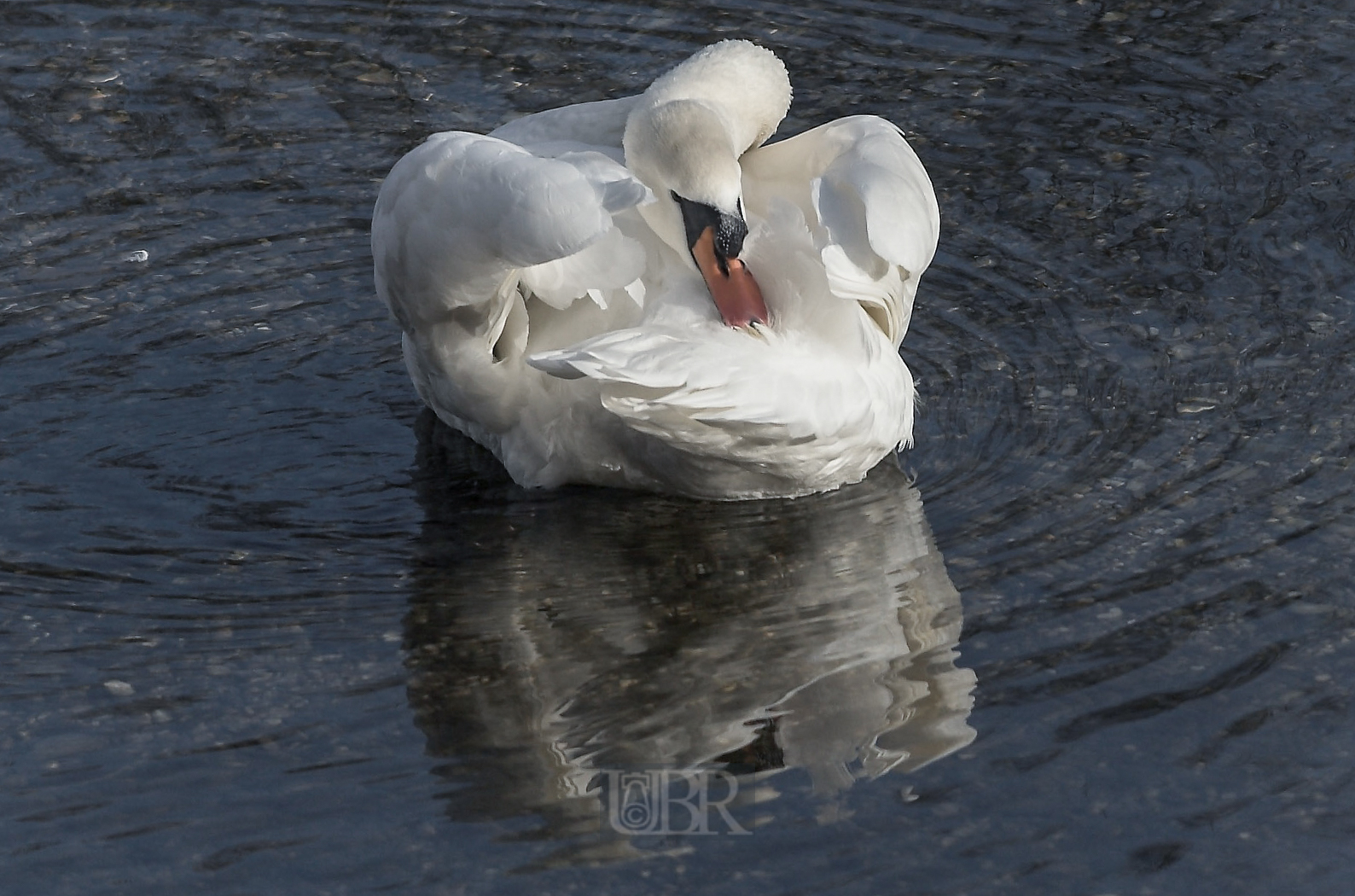 schwan_fruehputz_03