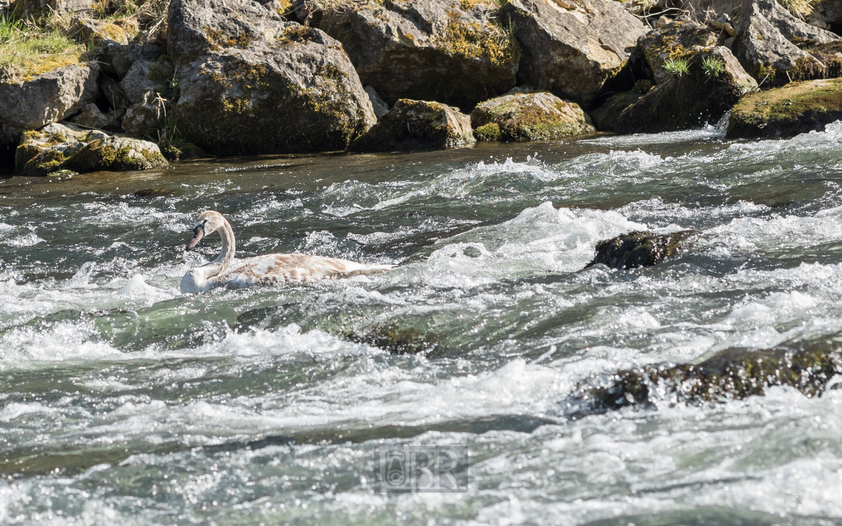 schwan_isar_abwaerts_01