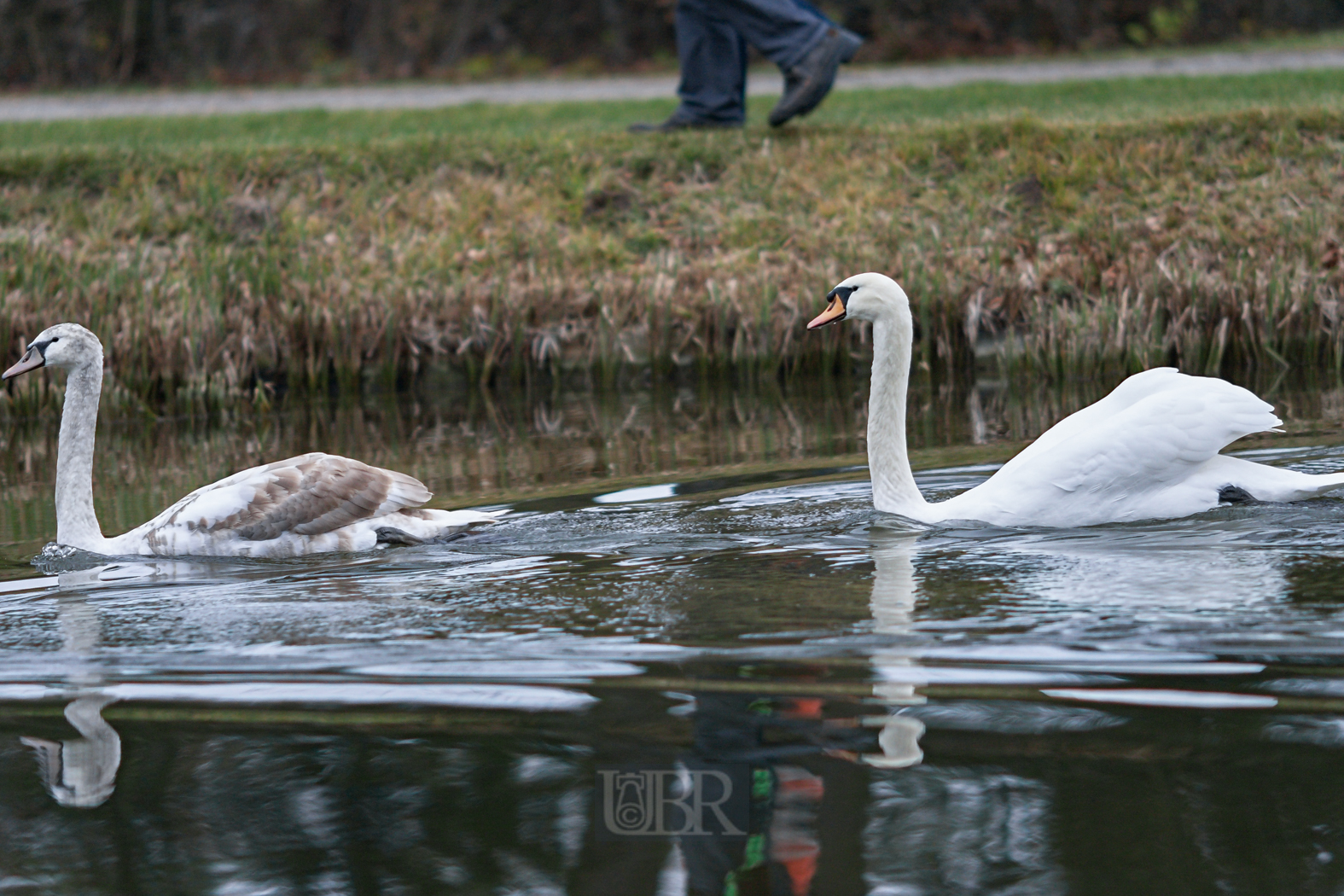 schwan_schleissheim_02