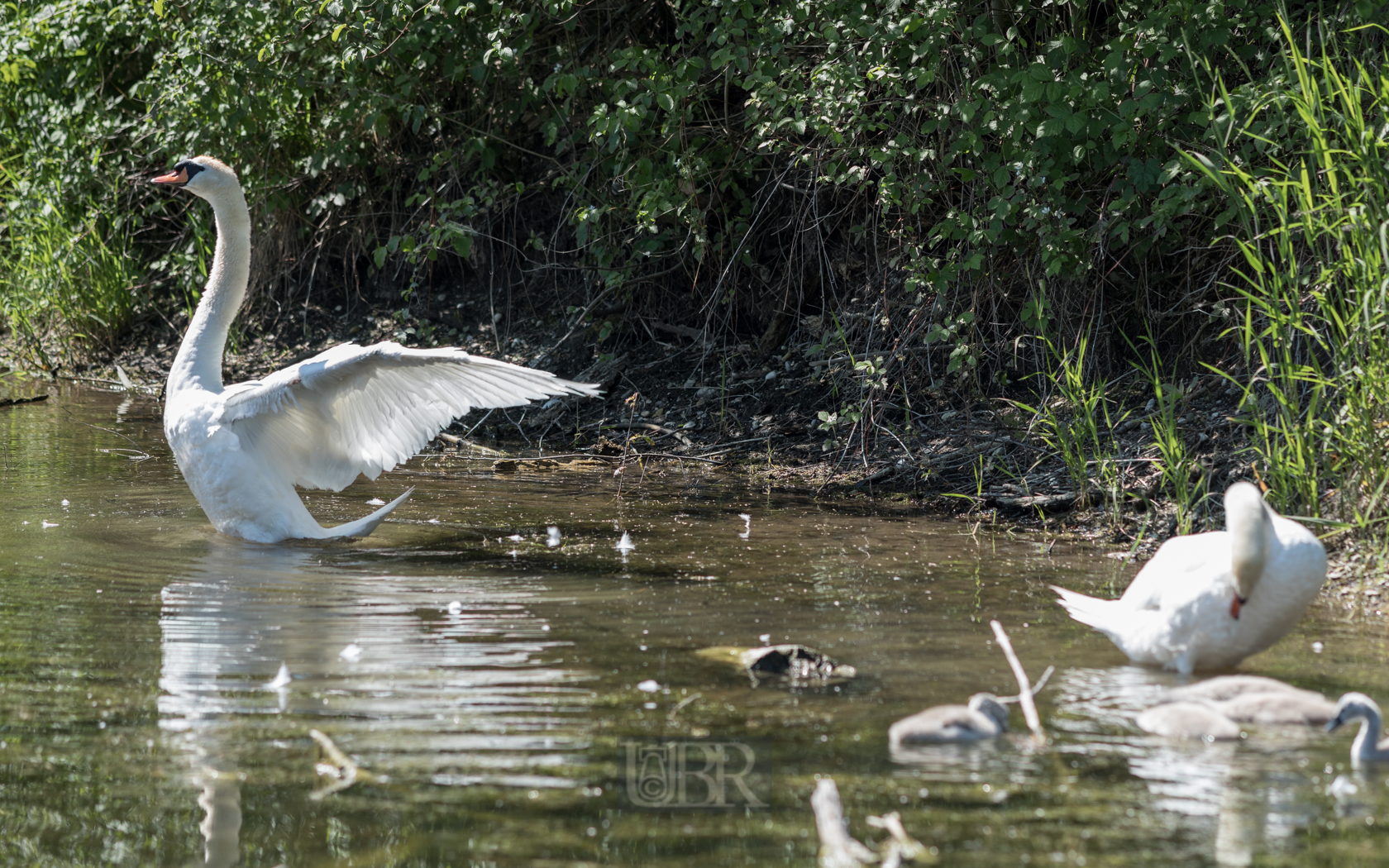 schwan_streckt_sich_03