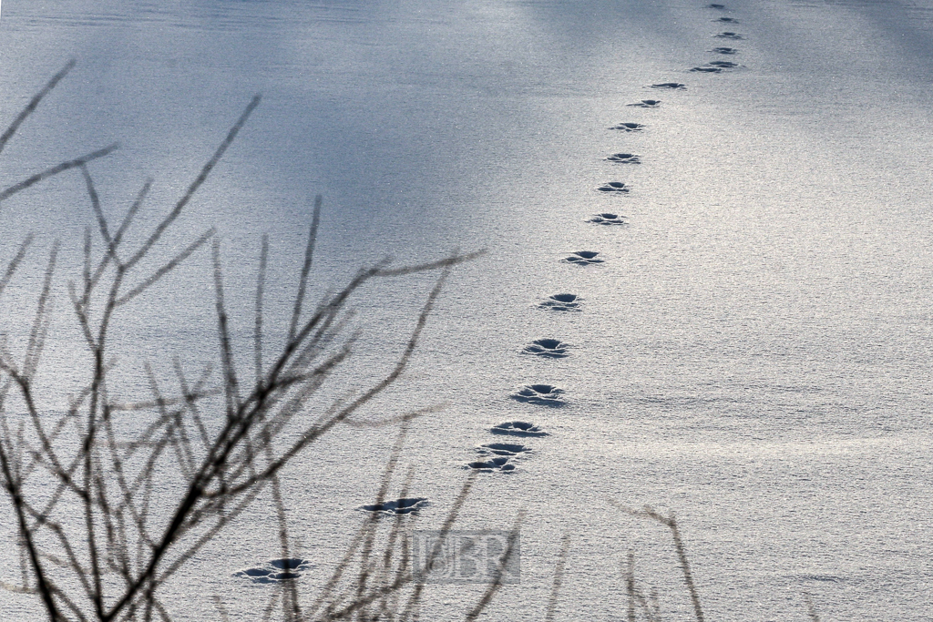 hasenfaehrte_auf_schnee