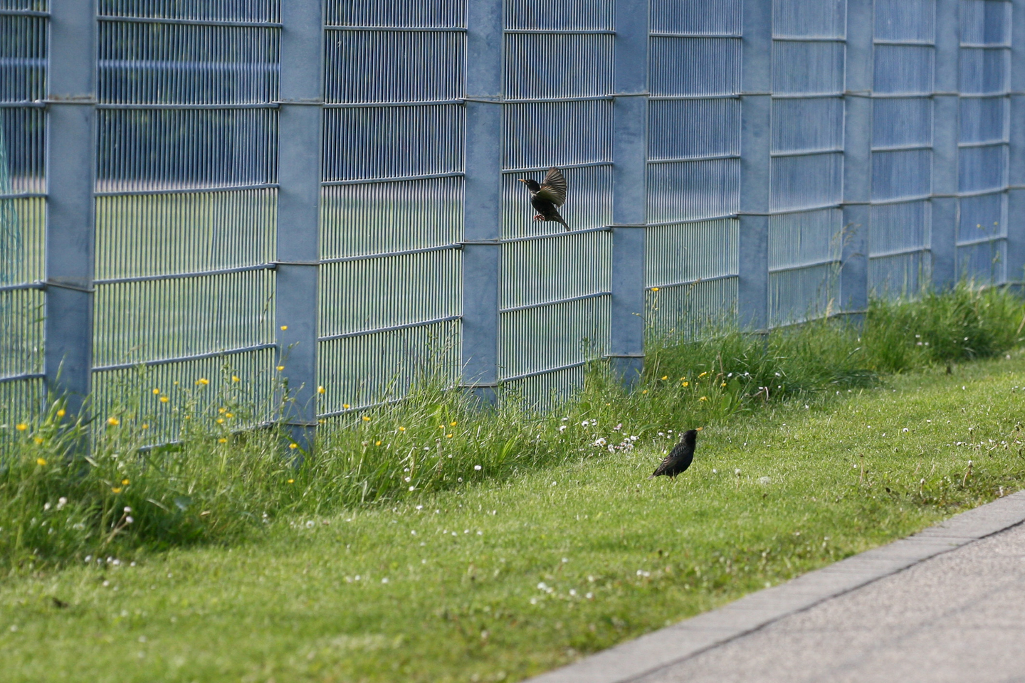 stare_sportplatz_01