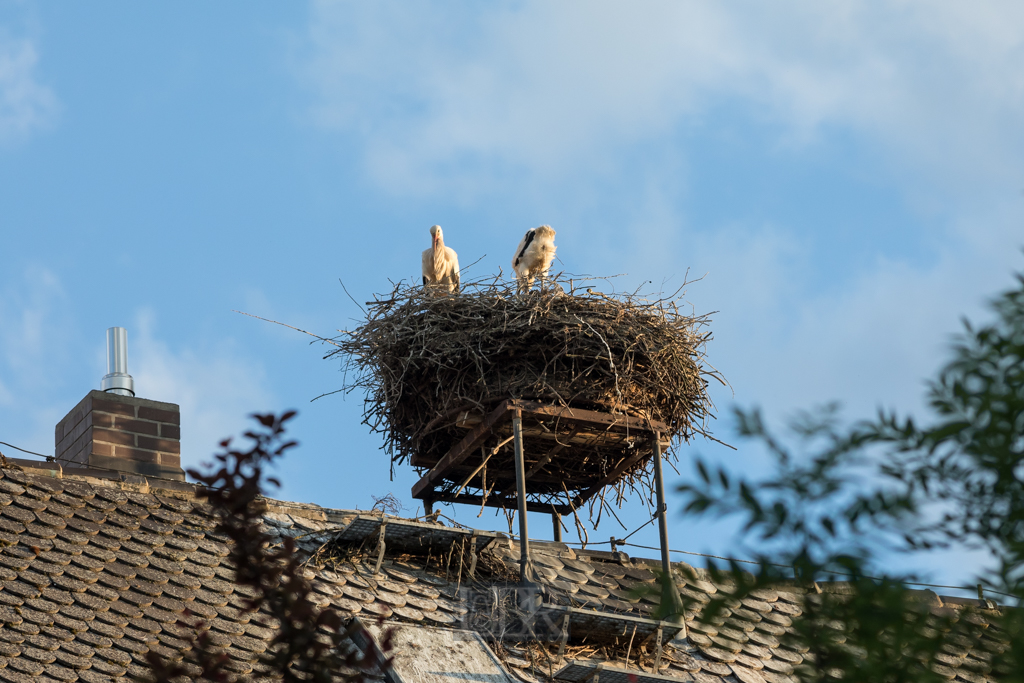 Storchennest - Nittenau 2022