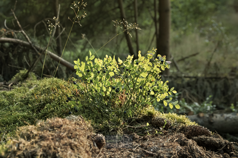 blaubeeren_gegenlicht