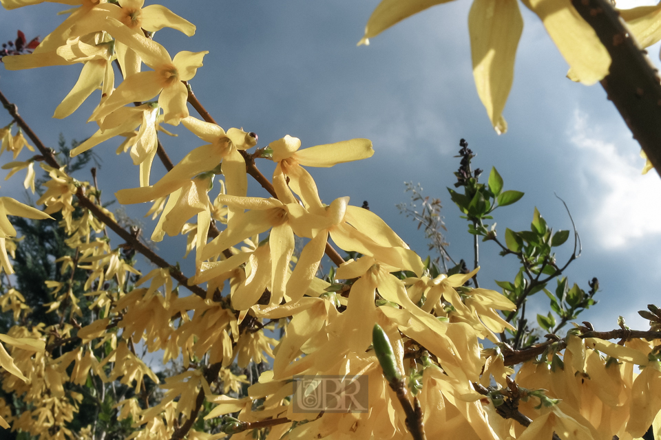 forsythien_bowoe_611