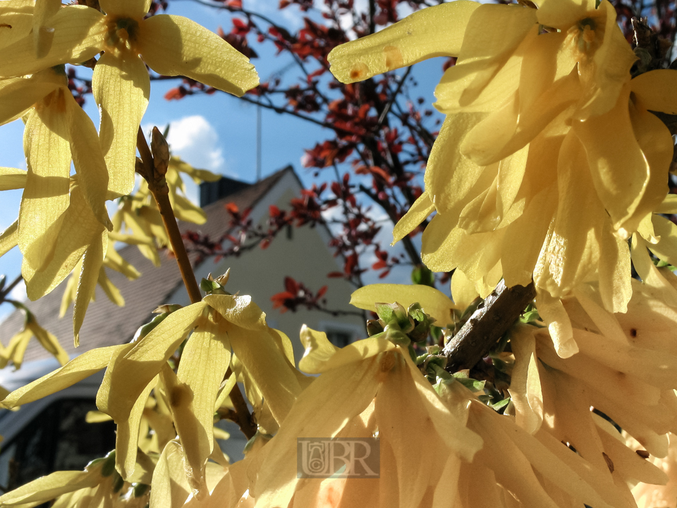 forsythien_bowoe_612