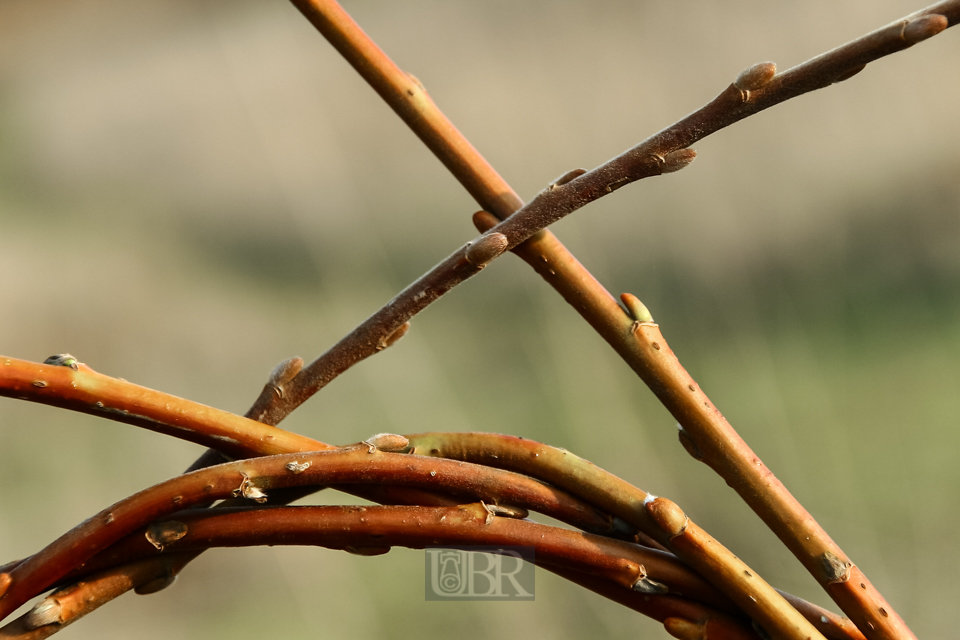 knospen_03_geflecht