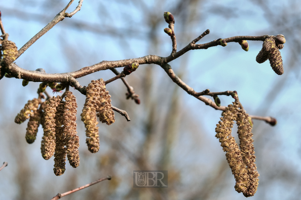 knospen_12_weiden