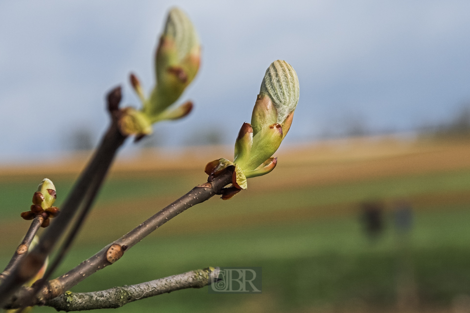 knospen_woessingen_02