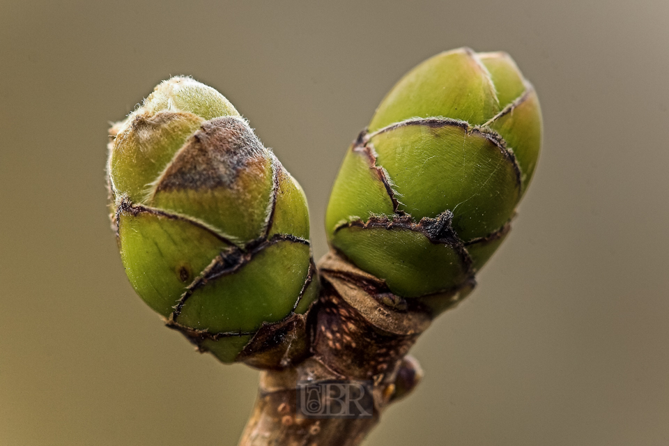 knospen_woessingen_04