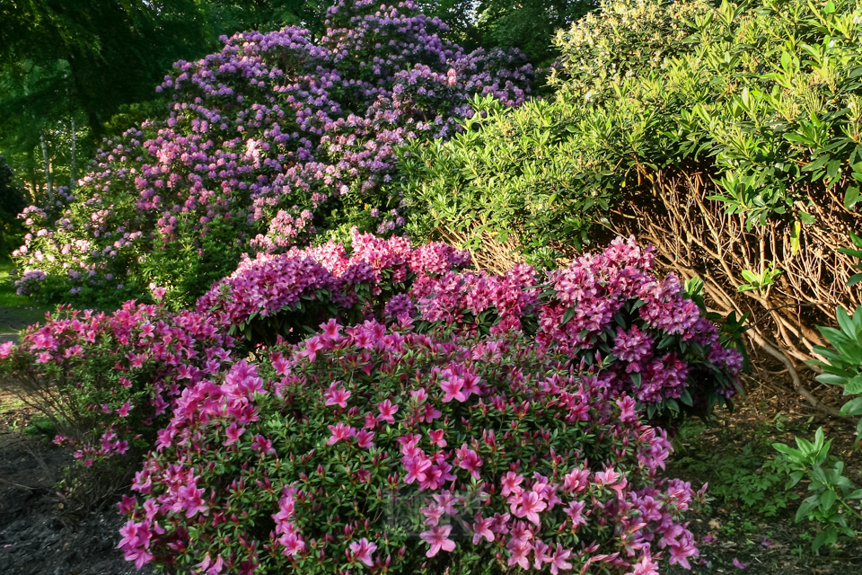 rhododendron_graal_mueritz_01