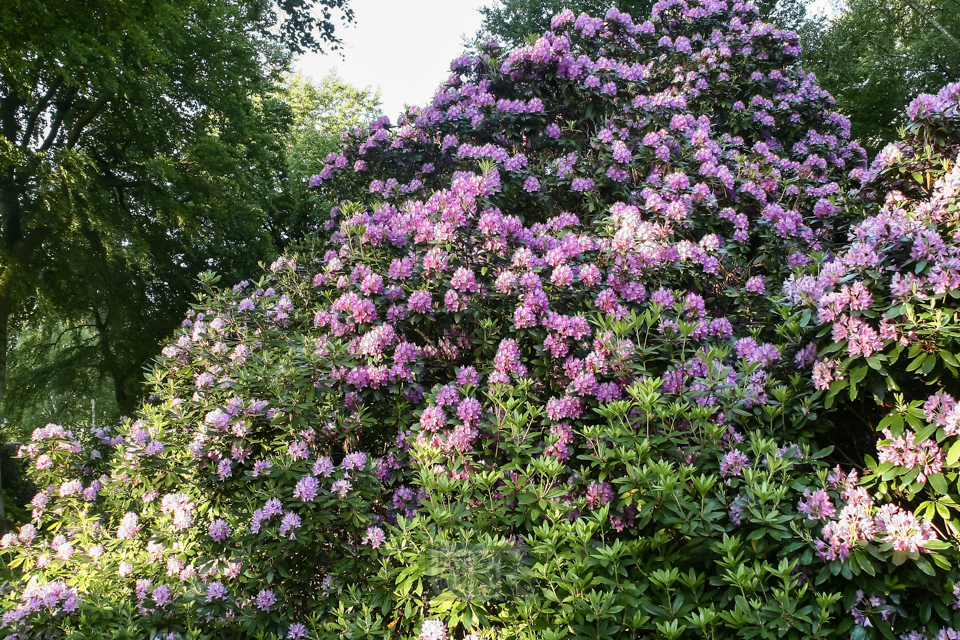 rhododendron_graal_mueritz_03