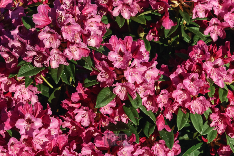 rhododendron_graal_mueritz_04