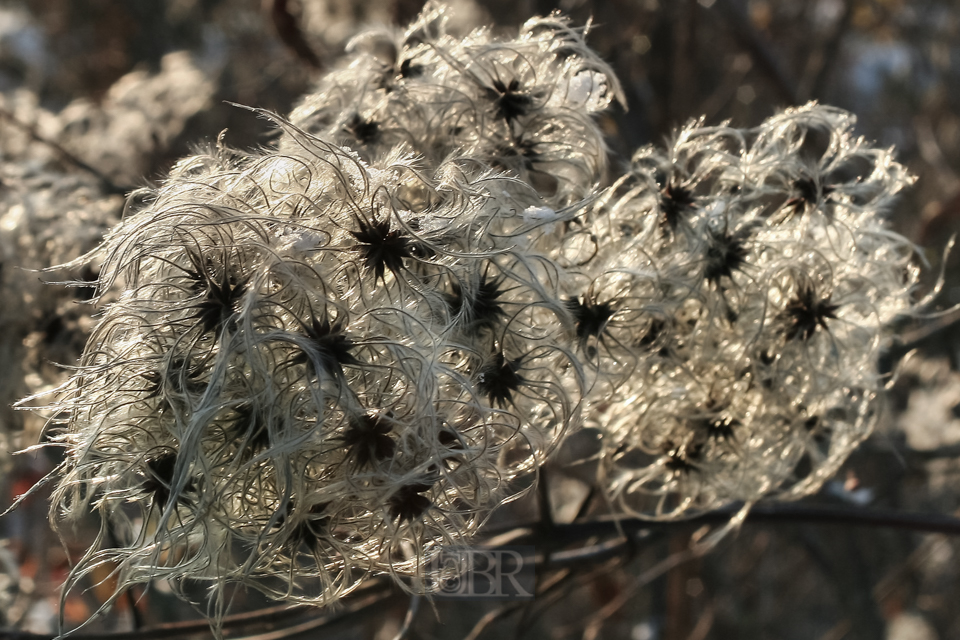 strauch_bluete_winter