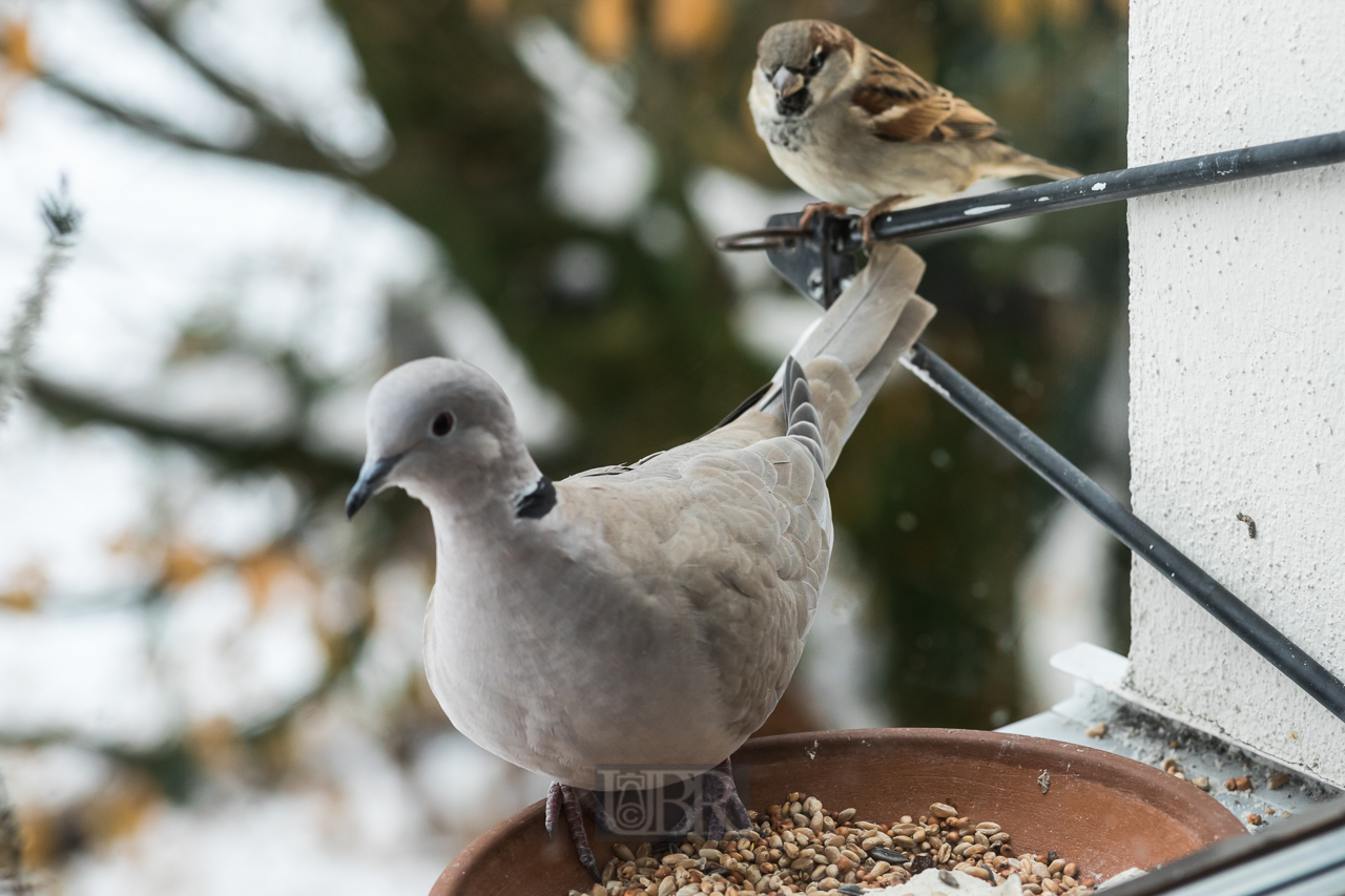 futterstelle_taube_spatz