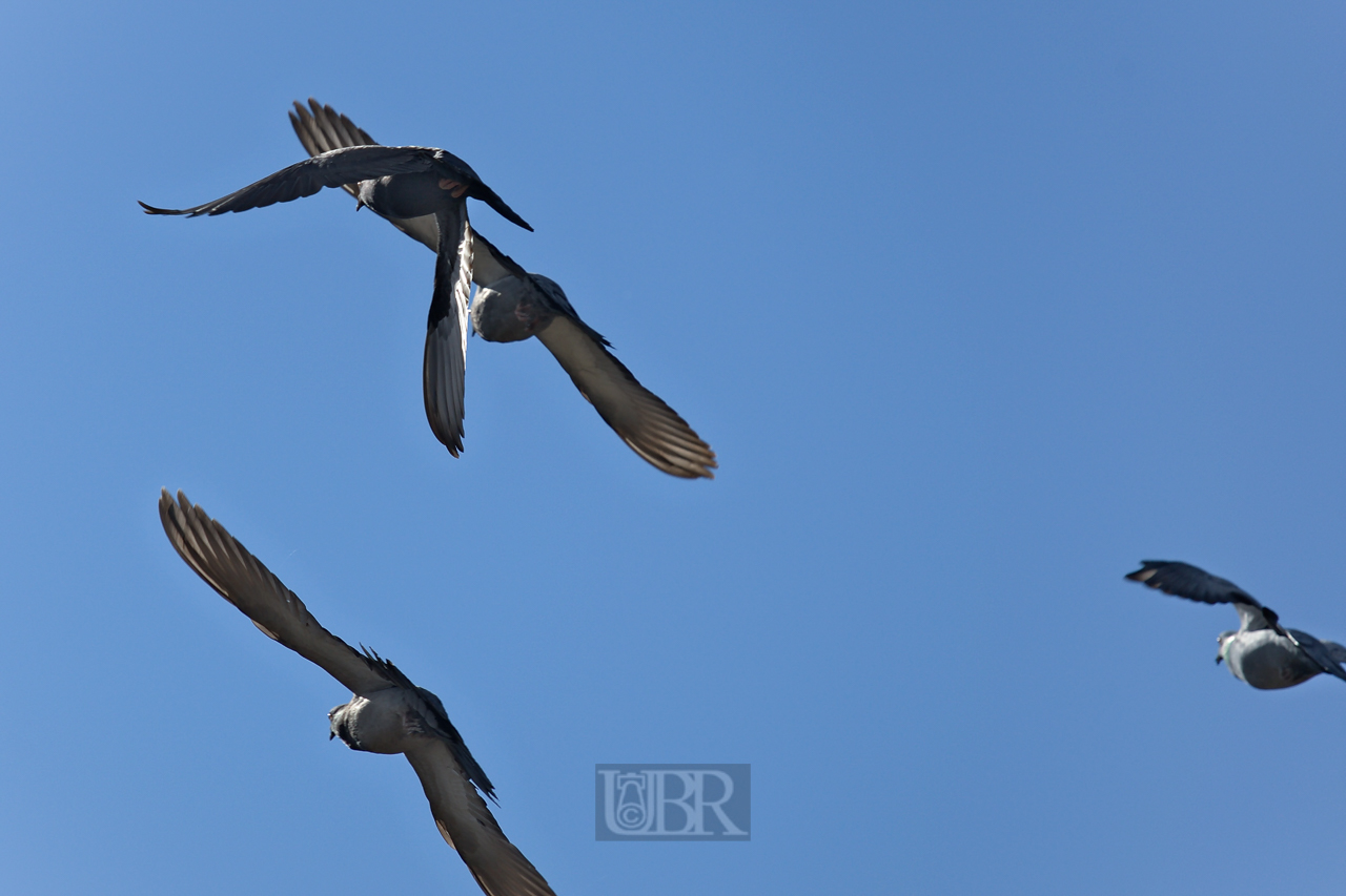 tauben_fliehen_01