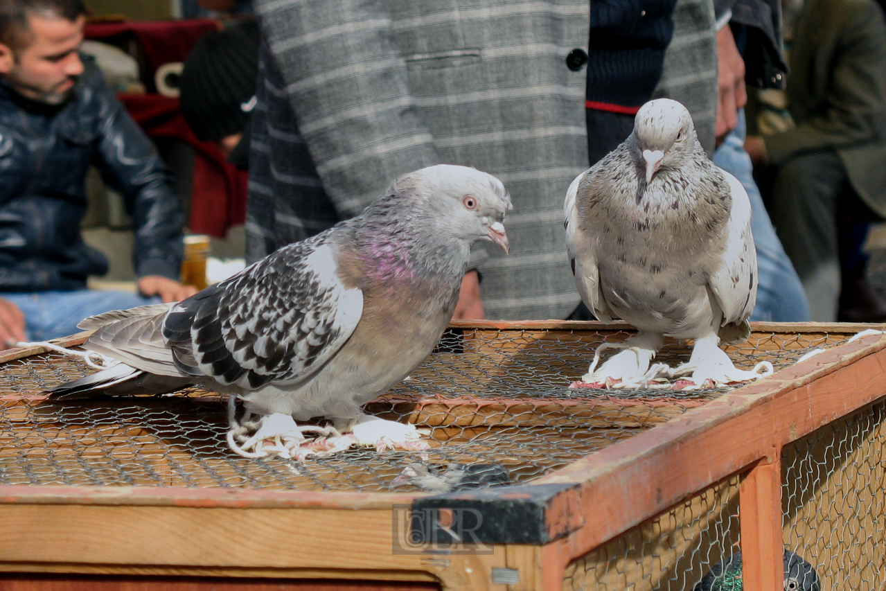 taubenmarkt_13