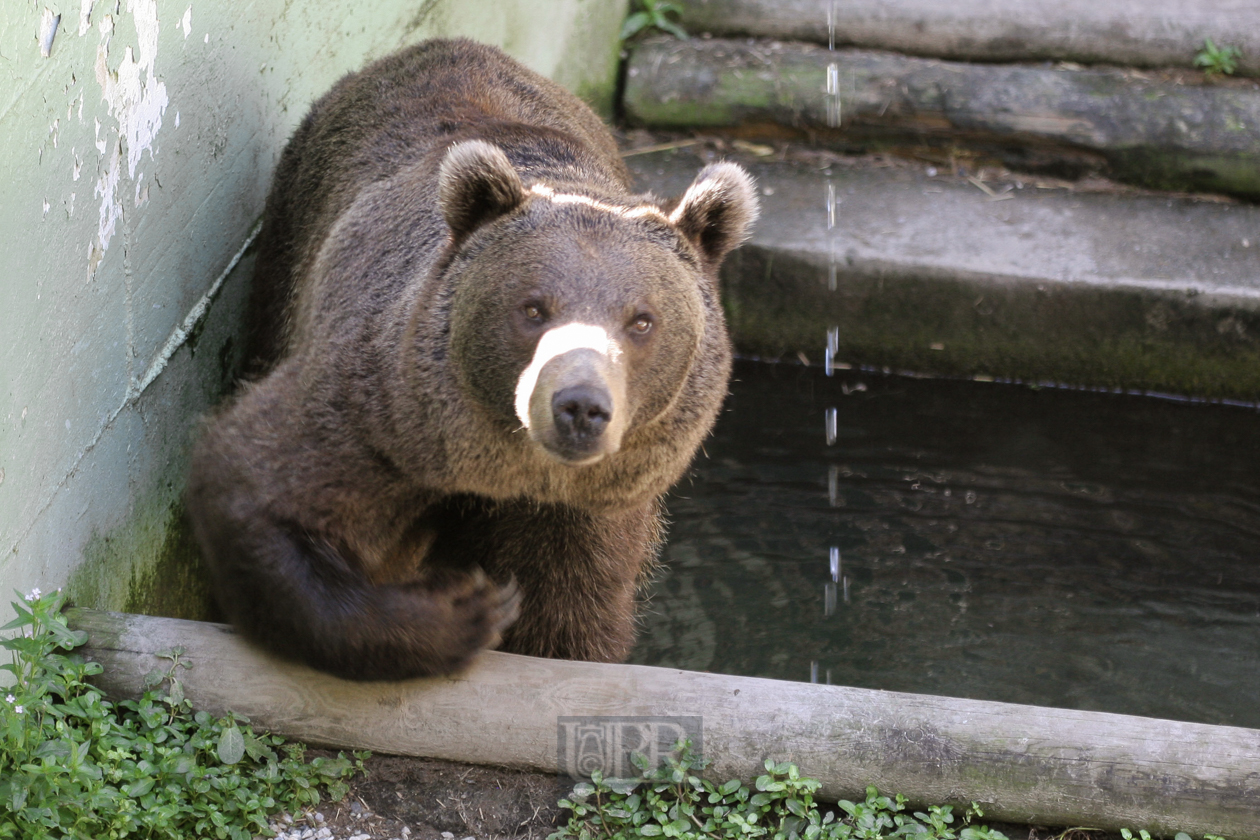 Tierpark Ferleiten an der Großglockner-Straße