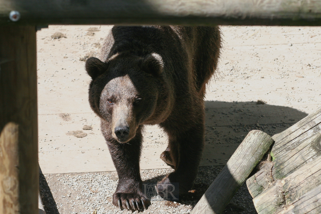 Tierpark Ferleiten an der Großglockner-Straße