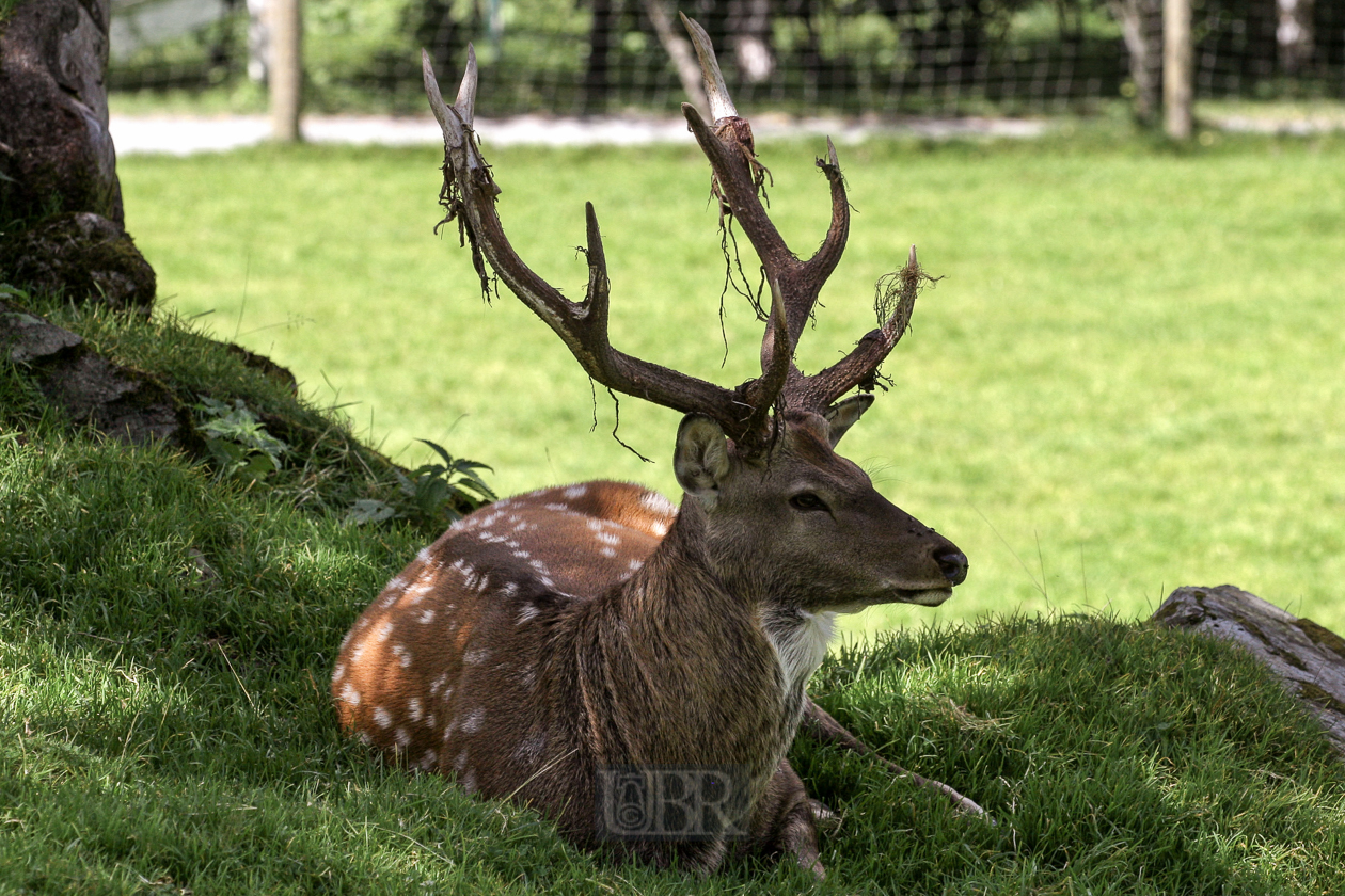 Tierpark Ferleiten an der Großglockner-Straße