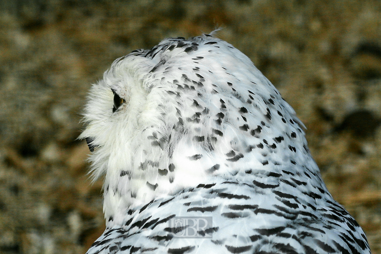 Tierpark Ferleiten an der Großglockner-Straße