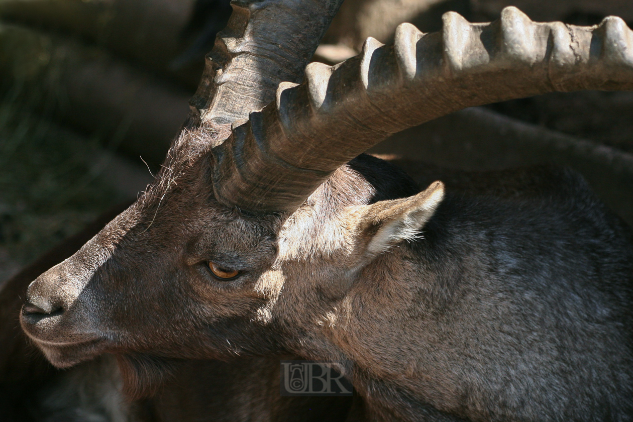 Tierpark Ferleiten an der Großglockner-Straße