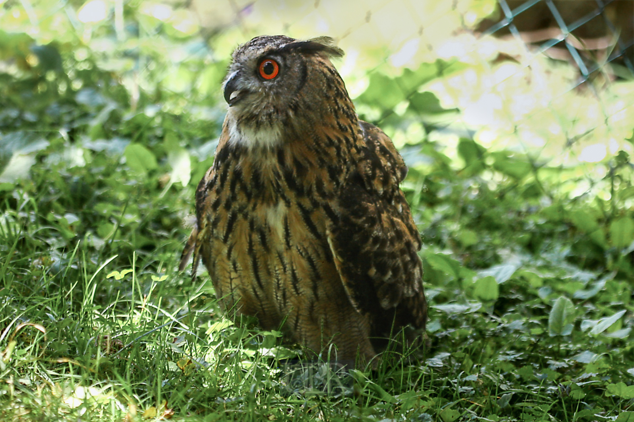 Tierpark Ferleiten an der Großglockner-Straße