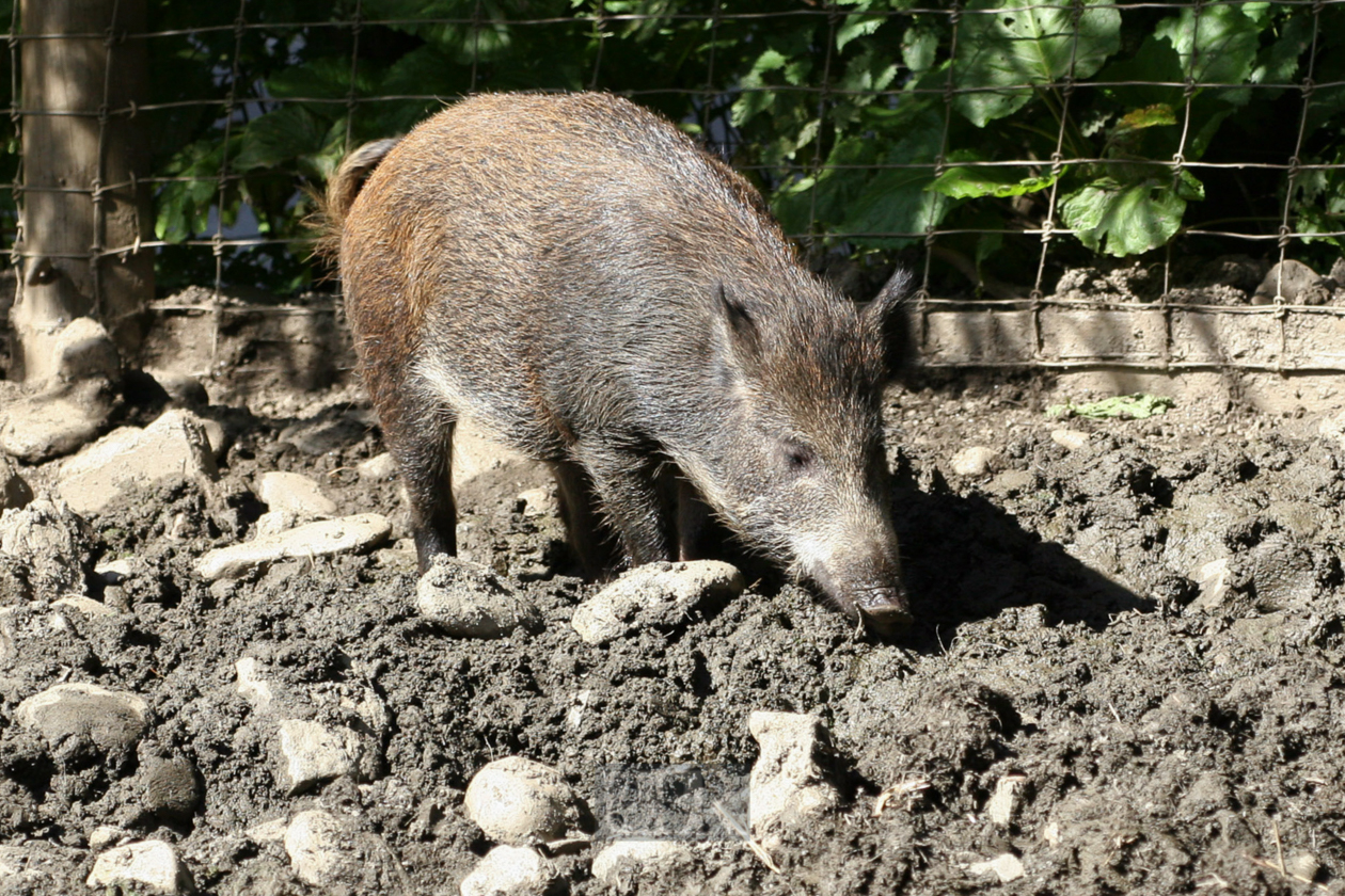 Tierpark Ferleiten an der Großglockner-Straße