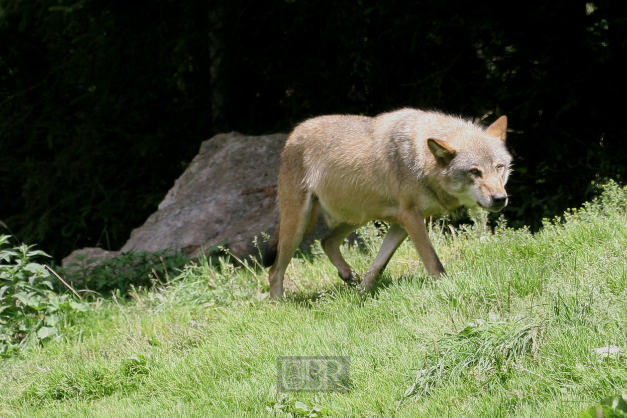 Tierpark Ferleiten an der Großglockner-Straße