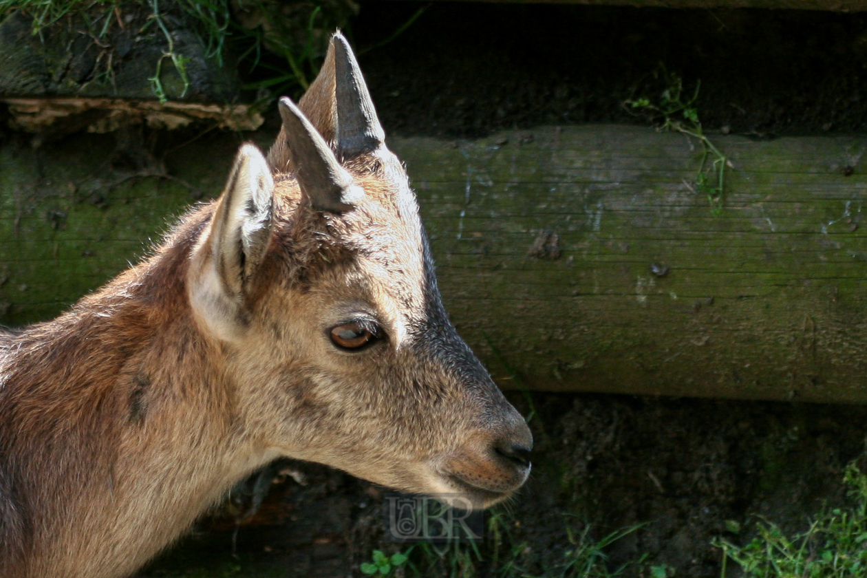 Tierpark Ferleiten an der Großglockner-Straße