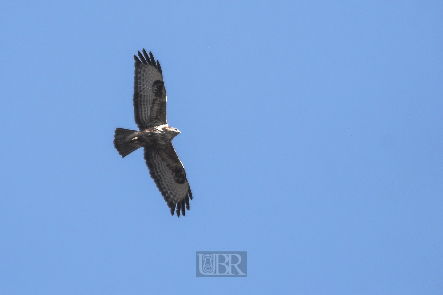 bussard_flugbild_02